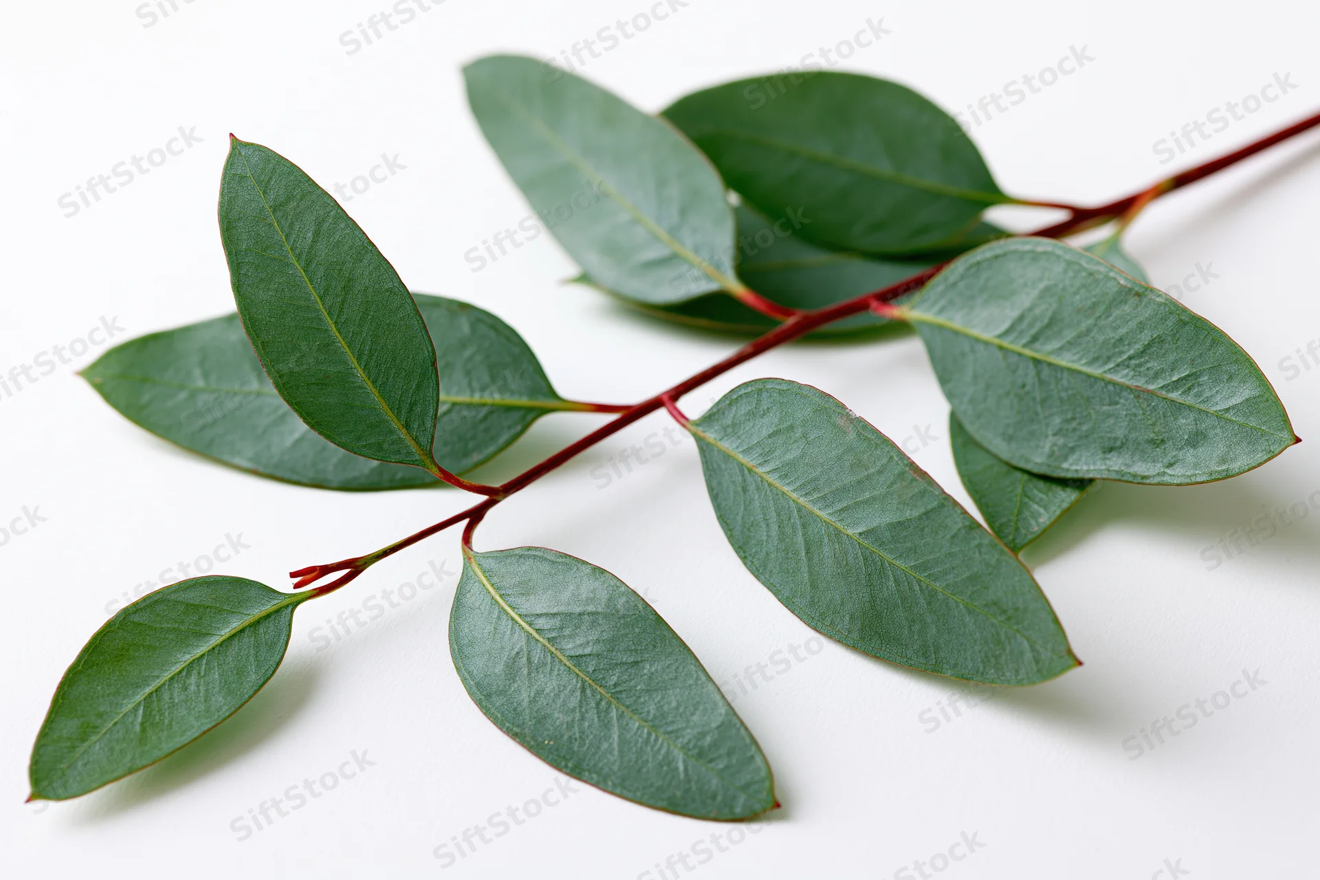 Eucalyptus branch with oval lance-shaped leaves on white background