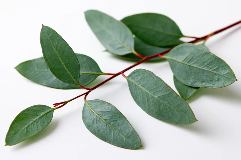 Eucalyptus branch with oval lance-shaped leaves on white background