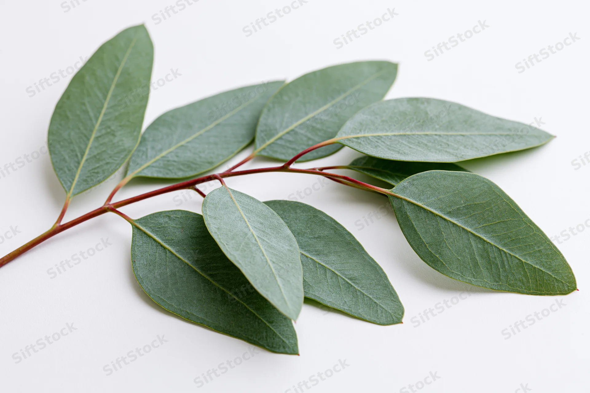 Eucalyptus branch with oval lance-shaped leaves on white background