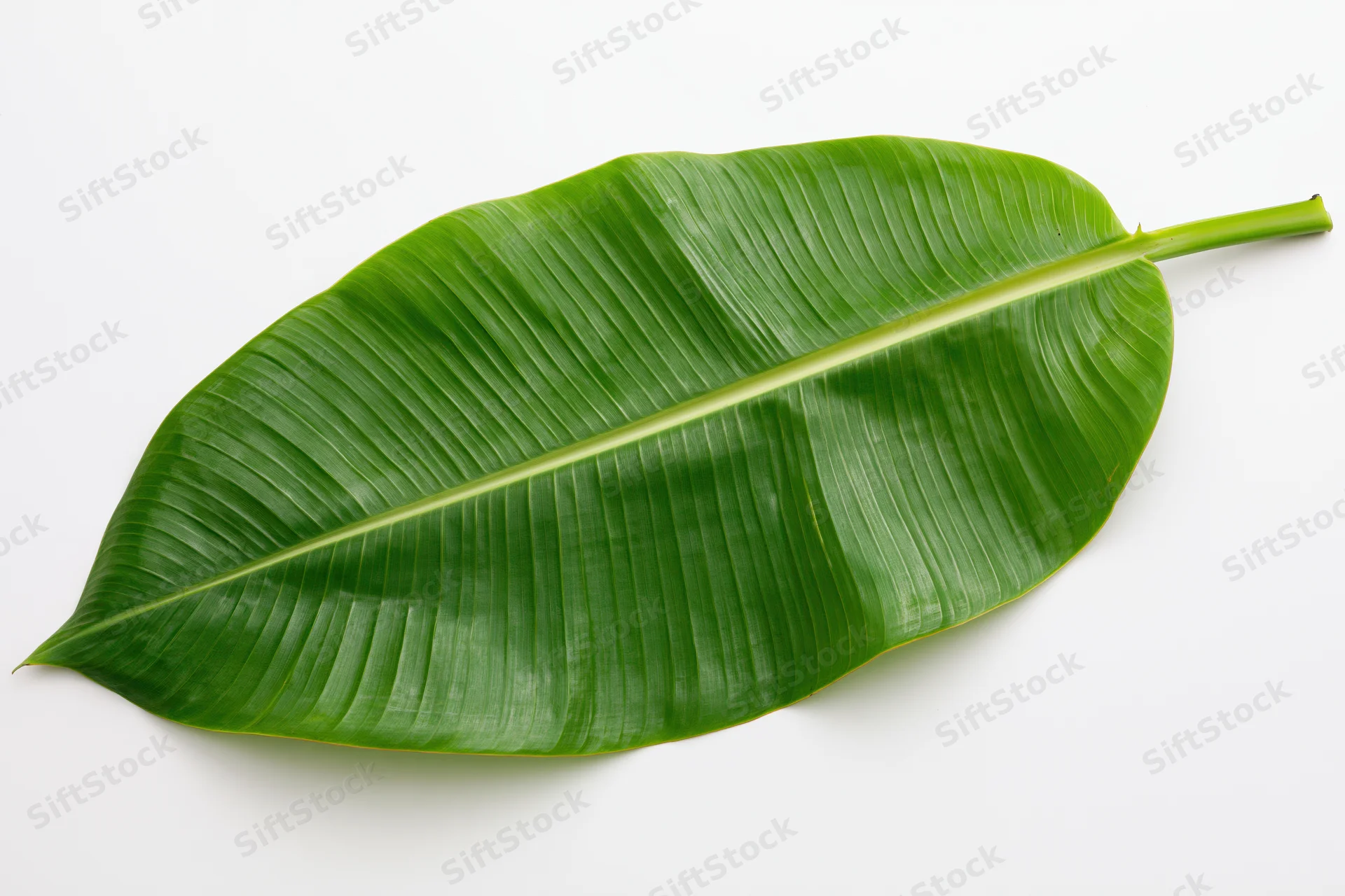 Single banana leaf lying flat on white surface viewed from above