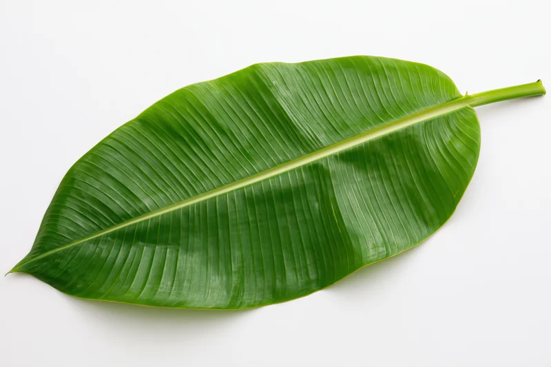 Single banana leaf lying flat on white surface viewed from above