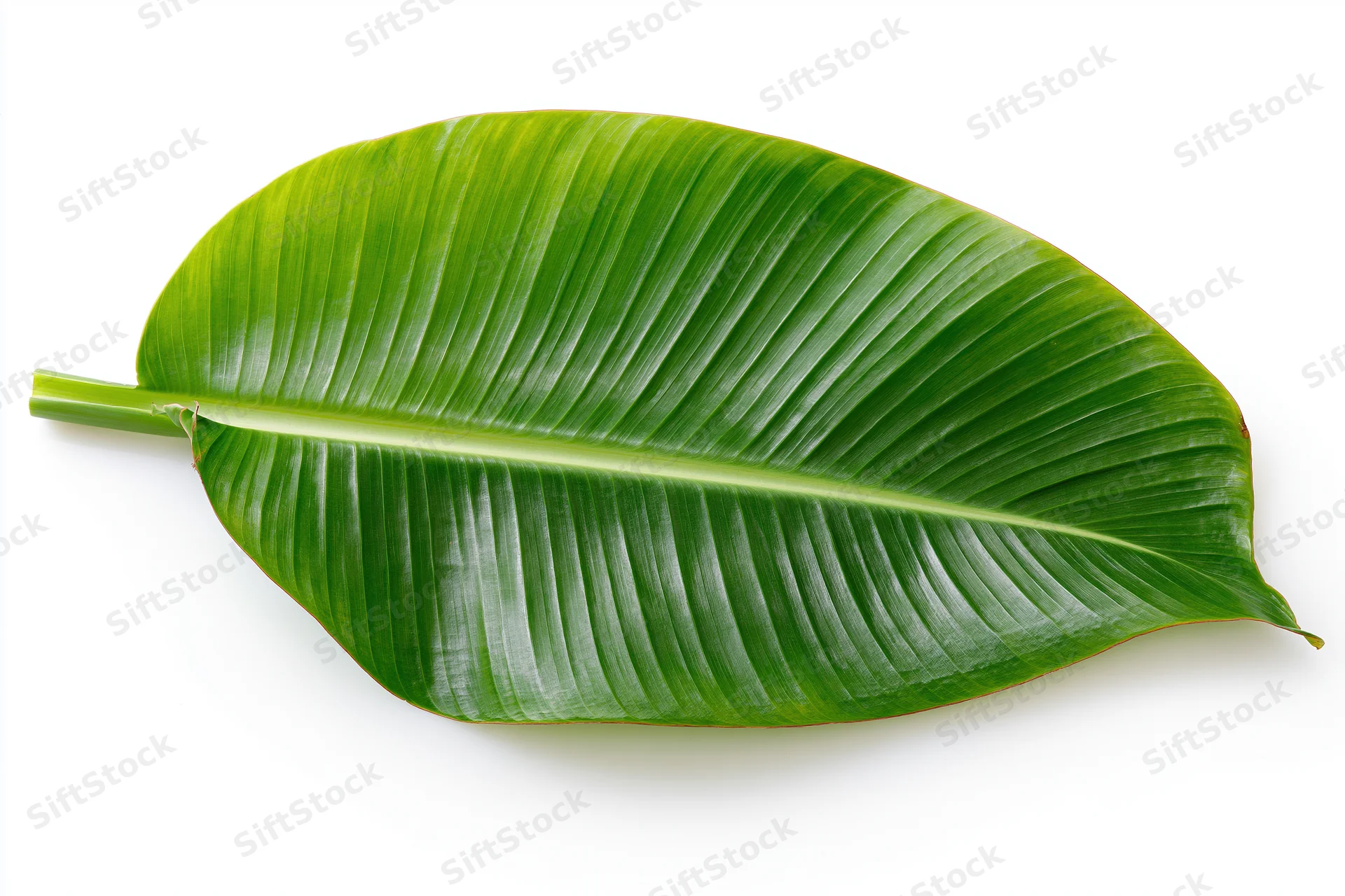 Single banana leaf lying flat on white background viewed from above