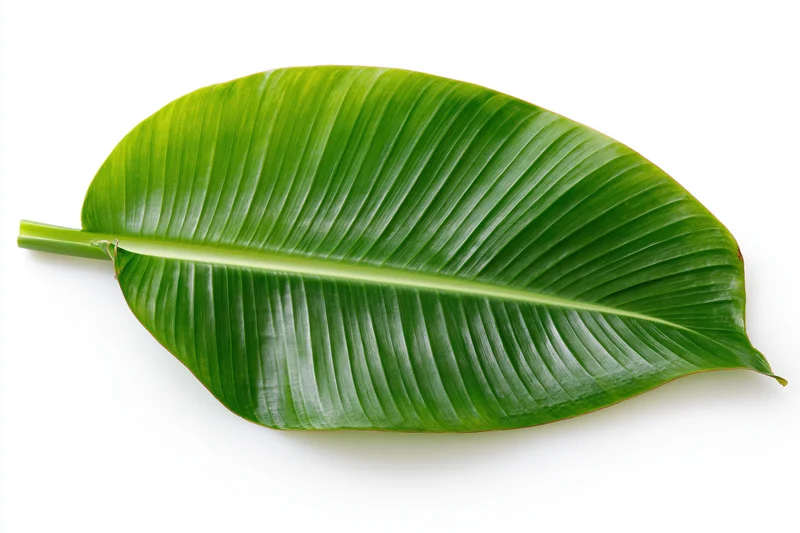 Single banana leaf lying flat on white background viewed from above