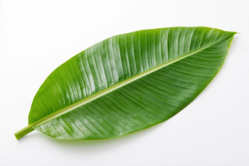 Single banana leaf lying flat on white surface viewed from above