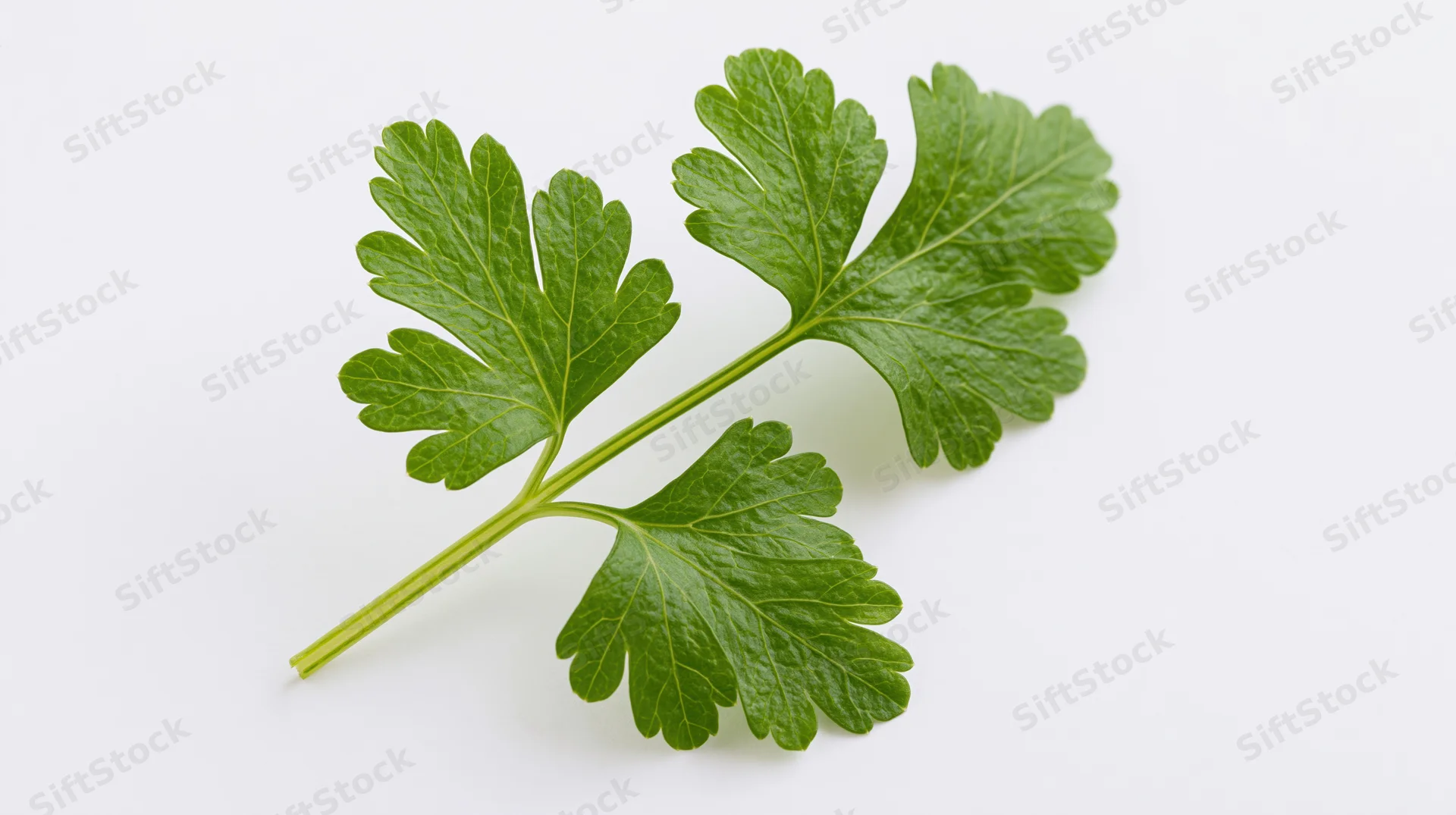 Fresh parsley sprig with three leaflets on white background