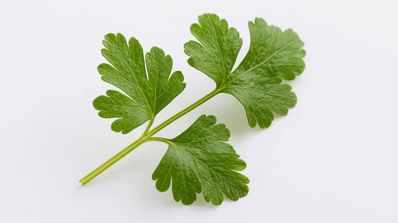 Fresh parsley sprig with three leaflets on white background