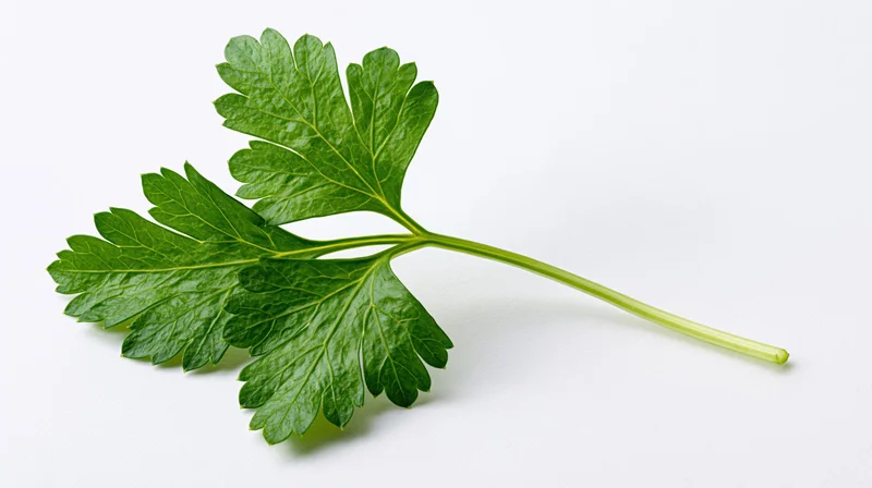 Fresh parsley sprig with three lobed leaflets on white background