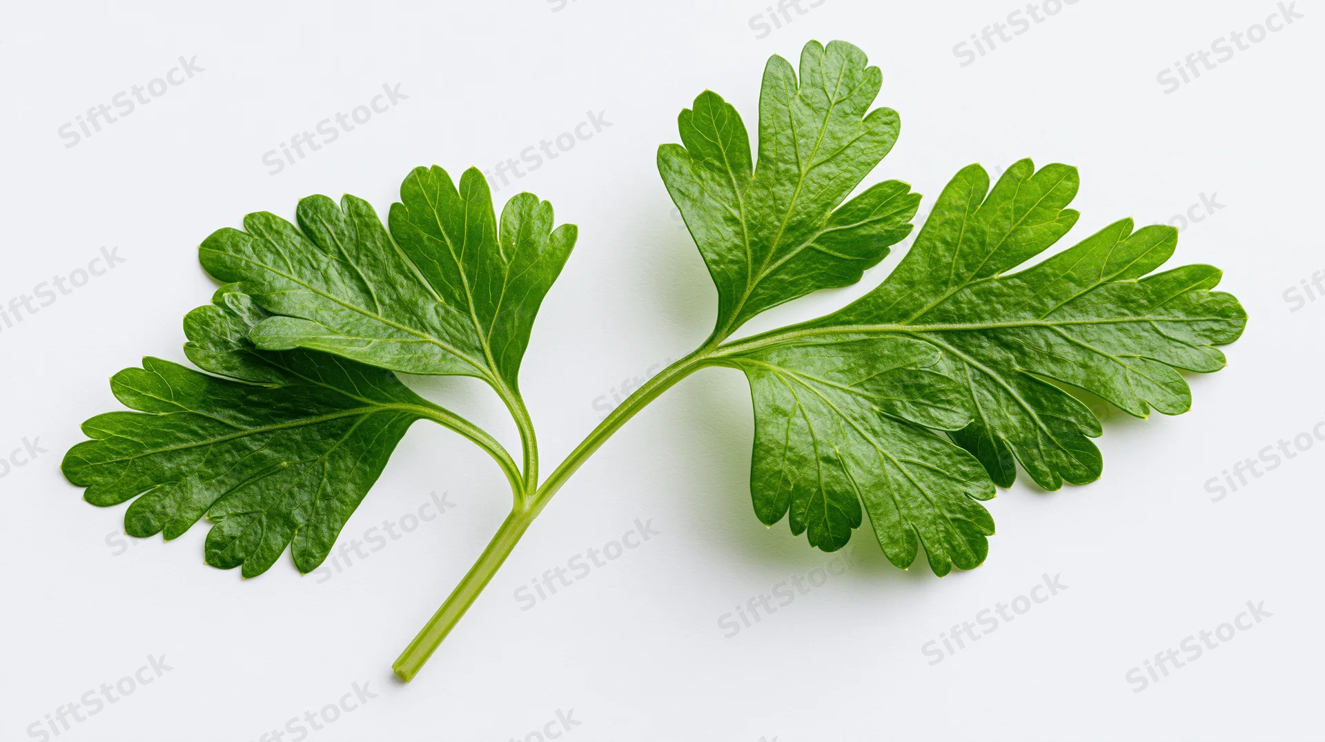 Fresh parsley sprig with three lobed leaflets on white background