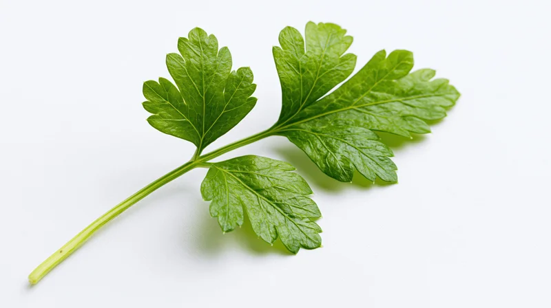 Fresh parsley sprig with three lobed leaflets on white background