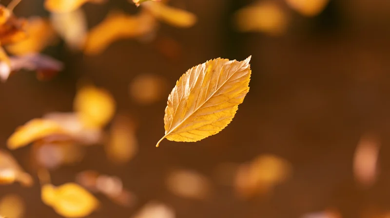 Golden autumn leaf suspended midair with blurred foliage background