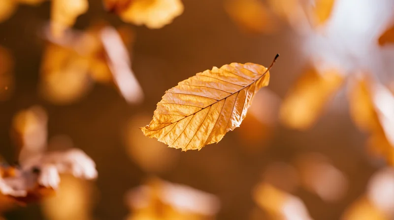 Golden autumn leaf suspended mid-air against blurred foliage background