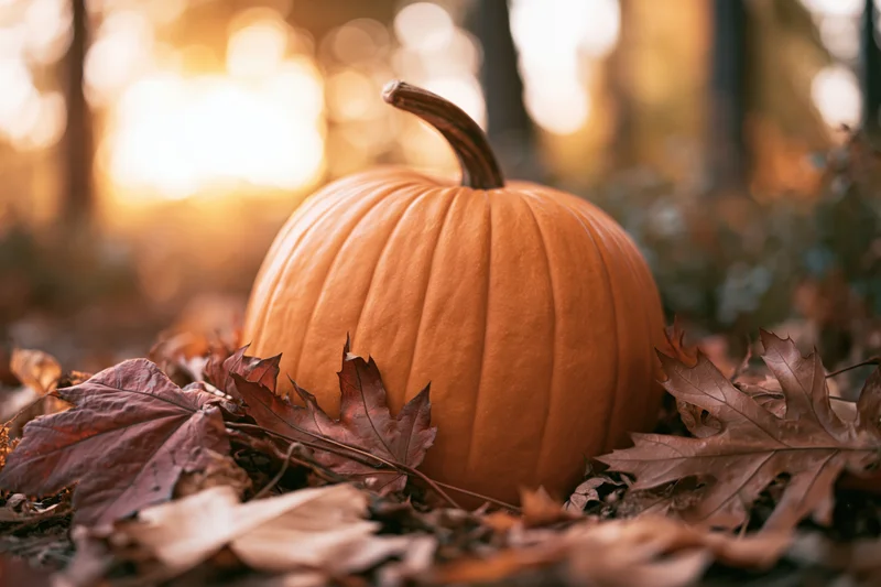 Large orange pumpkin resting among dry fallen leaves in a forest at golden hour