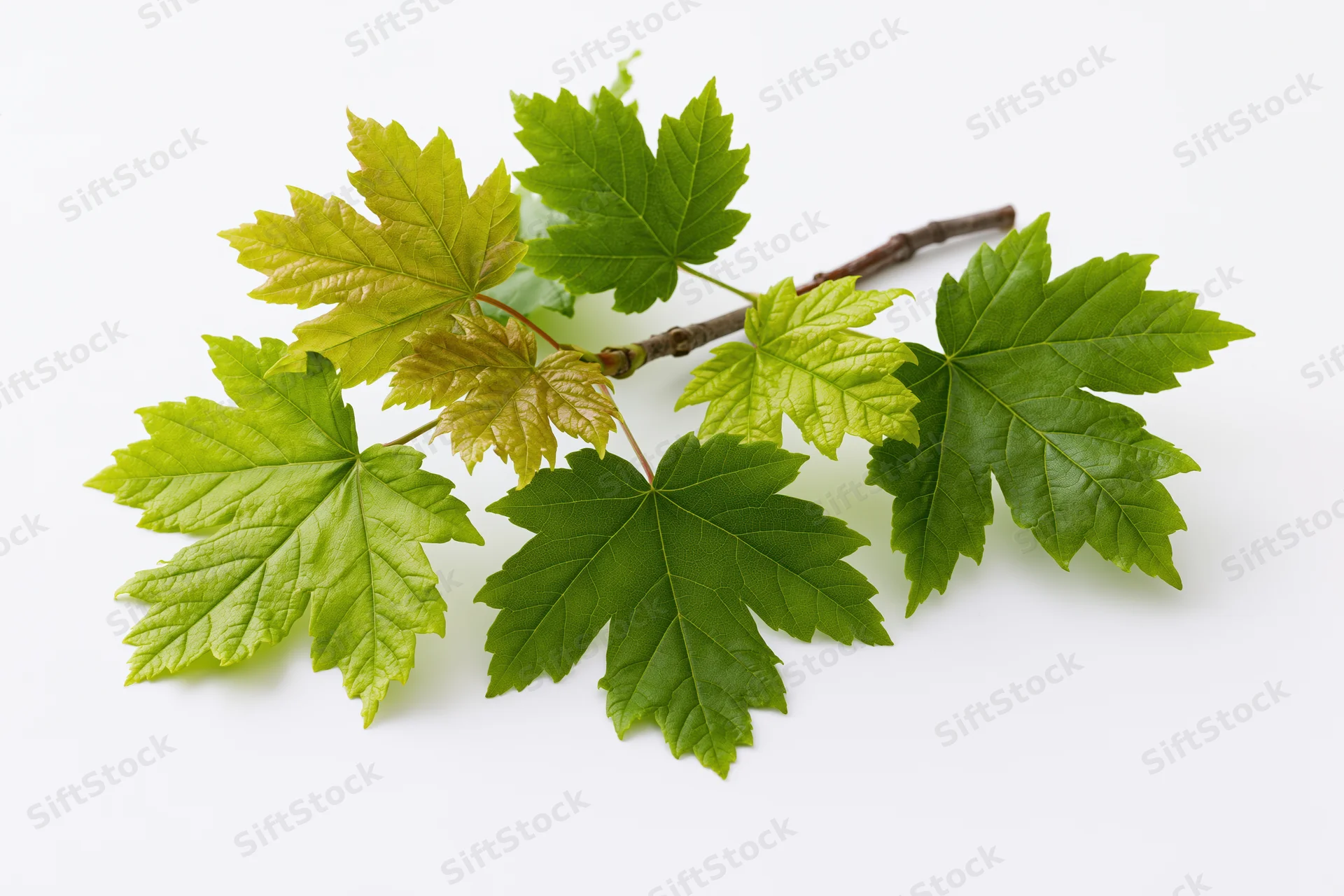 Maple branch with fresh green lobed leaves on white background