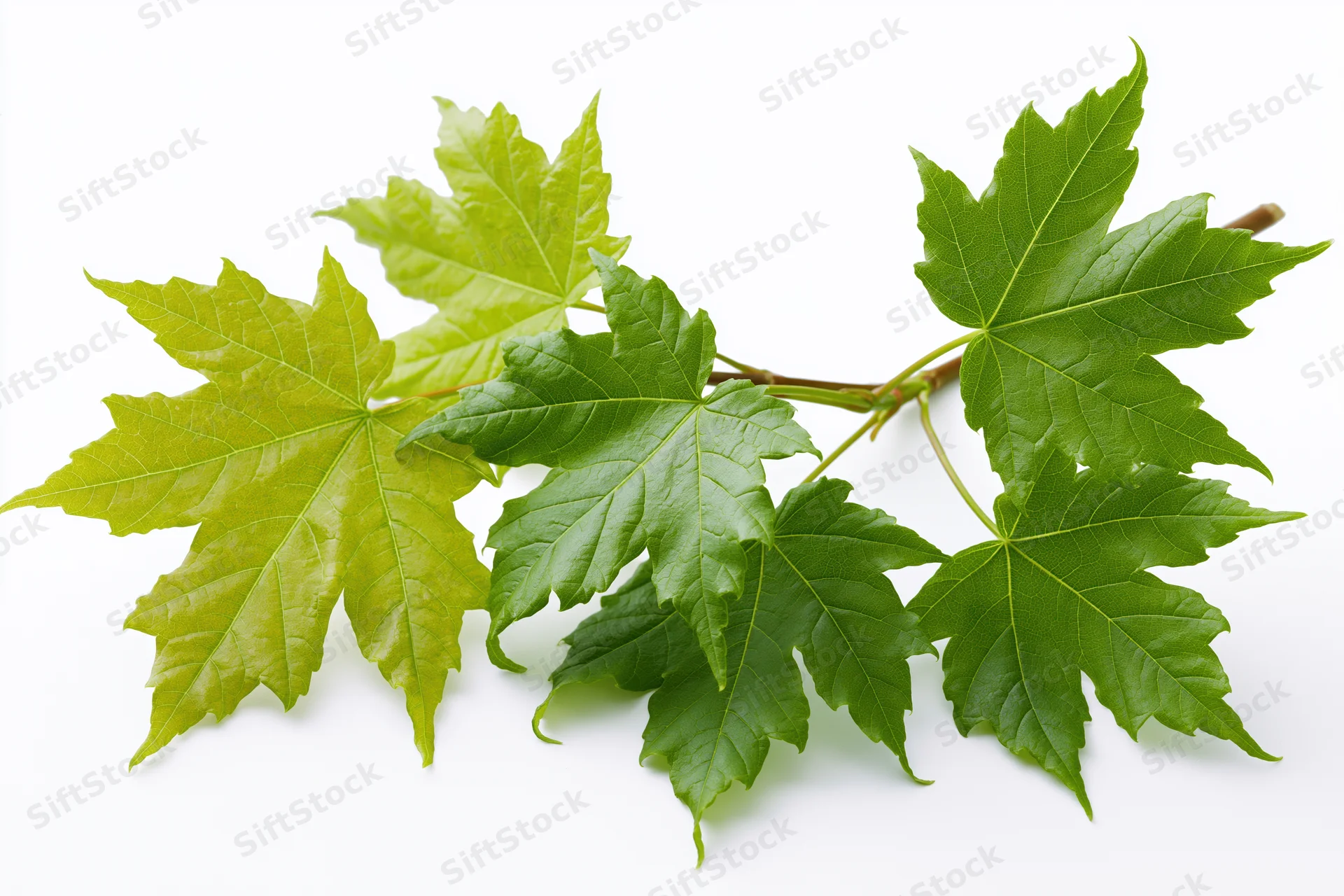Maple branch with fresh green lobed leaves spreading on white background