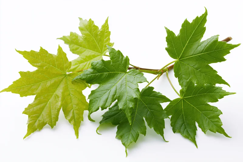 Maple branch with fresh green lobed leaves spreading on white background
