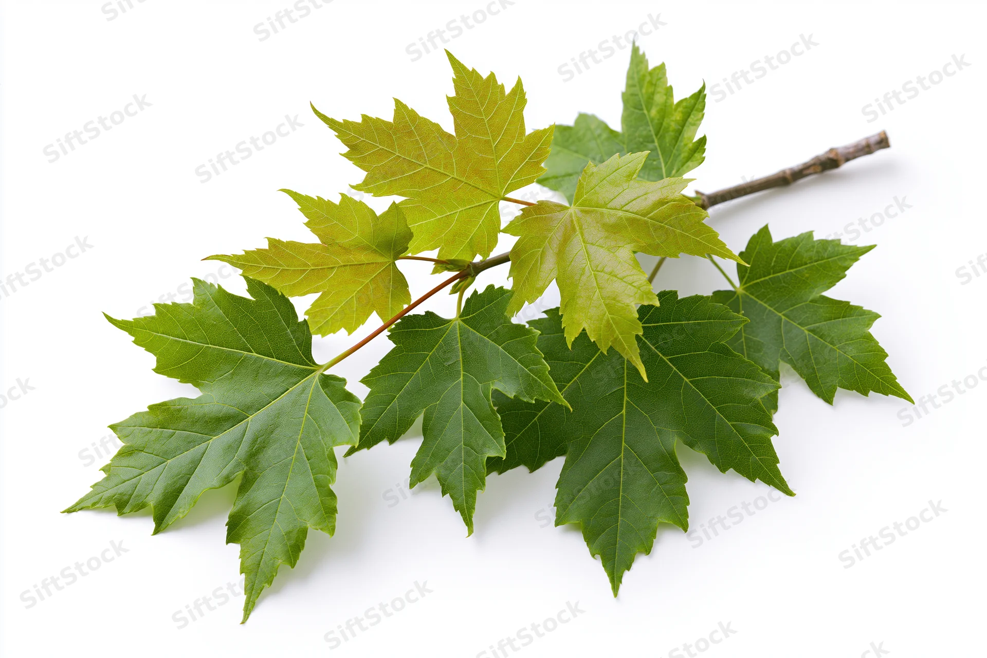 Maple branch with fresh green lobed leaves spreading on white background