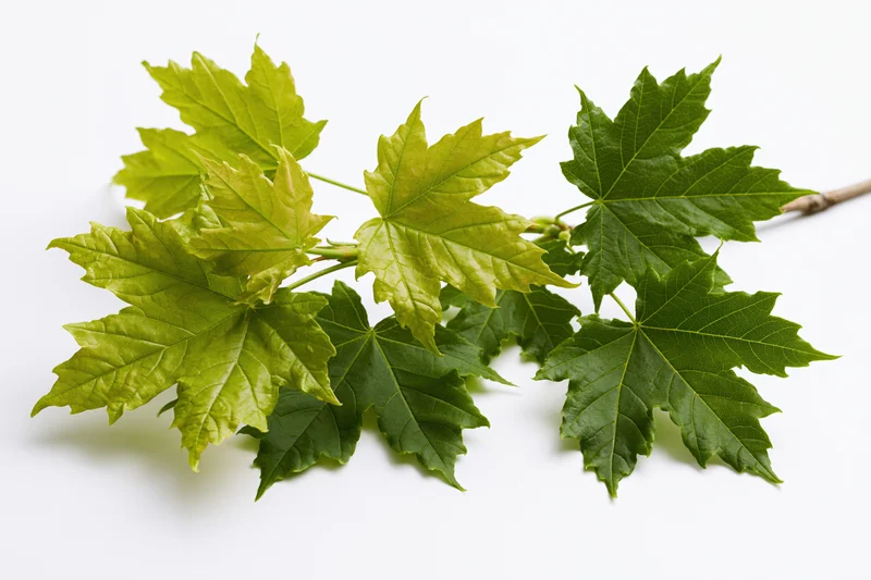 Maple branch with fresh green lobed leaves spreading on white background