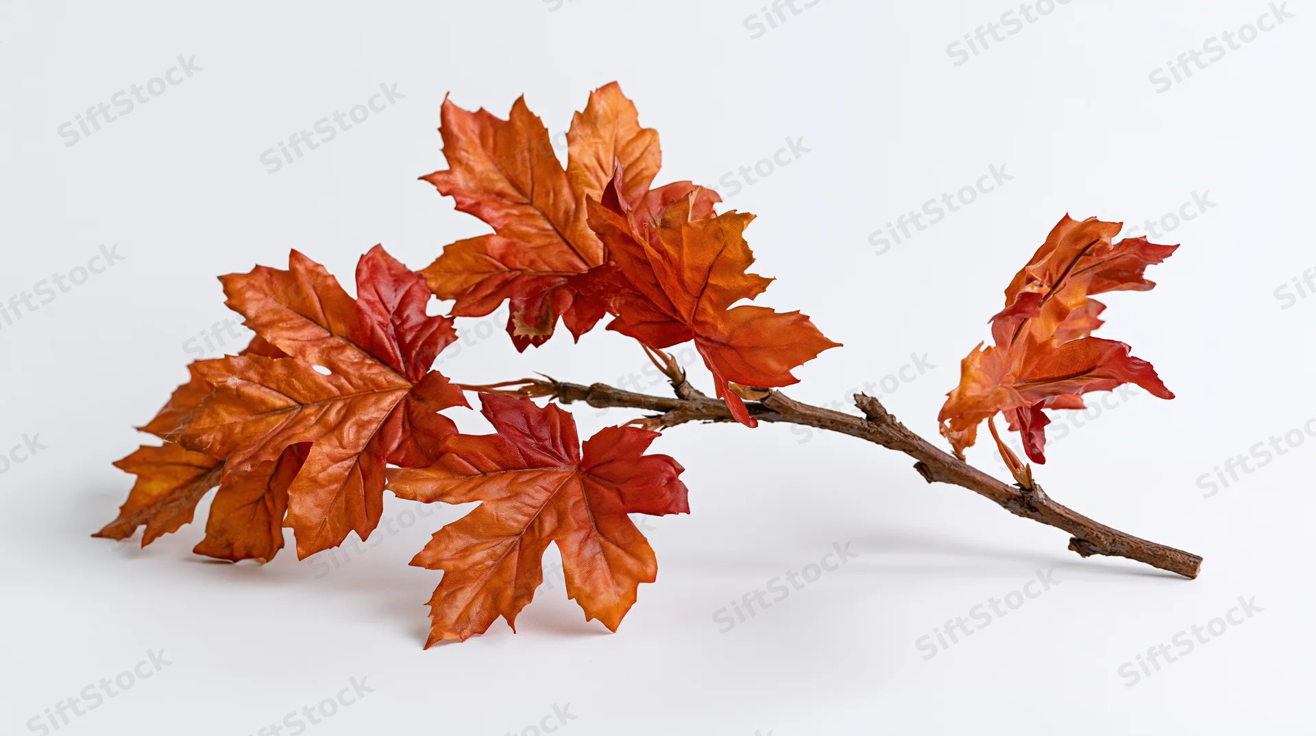 Maple branch with autumn leaves arranged on white background