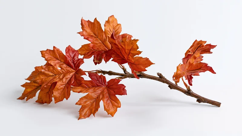 Maple branch with autumn leaves arranged on white background