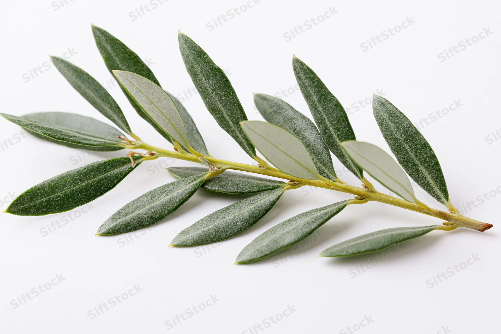 Olive branch with small oval leaves arranged along a stem on white background