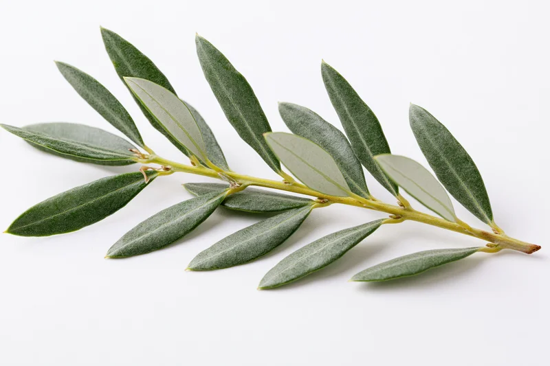 Olive branch with small oval leaves arranged along a stem on white background