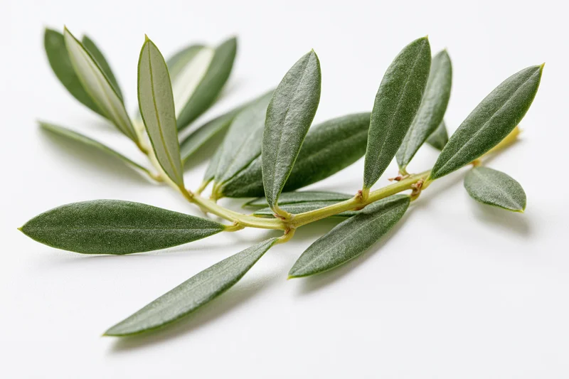 Olive branch with small oval leaves arranged along a stem on white background