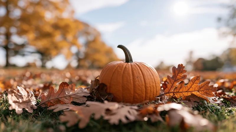 Orange pumpkin resting among dry autumn leaves on grass in a sunlit outdoor field