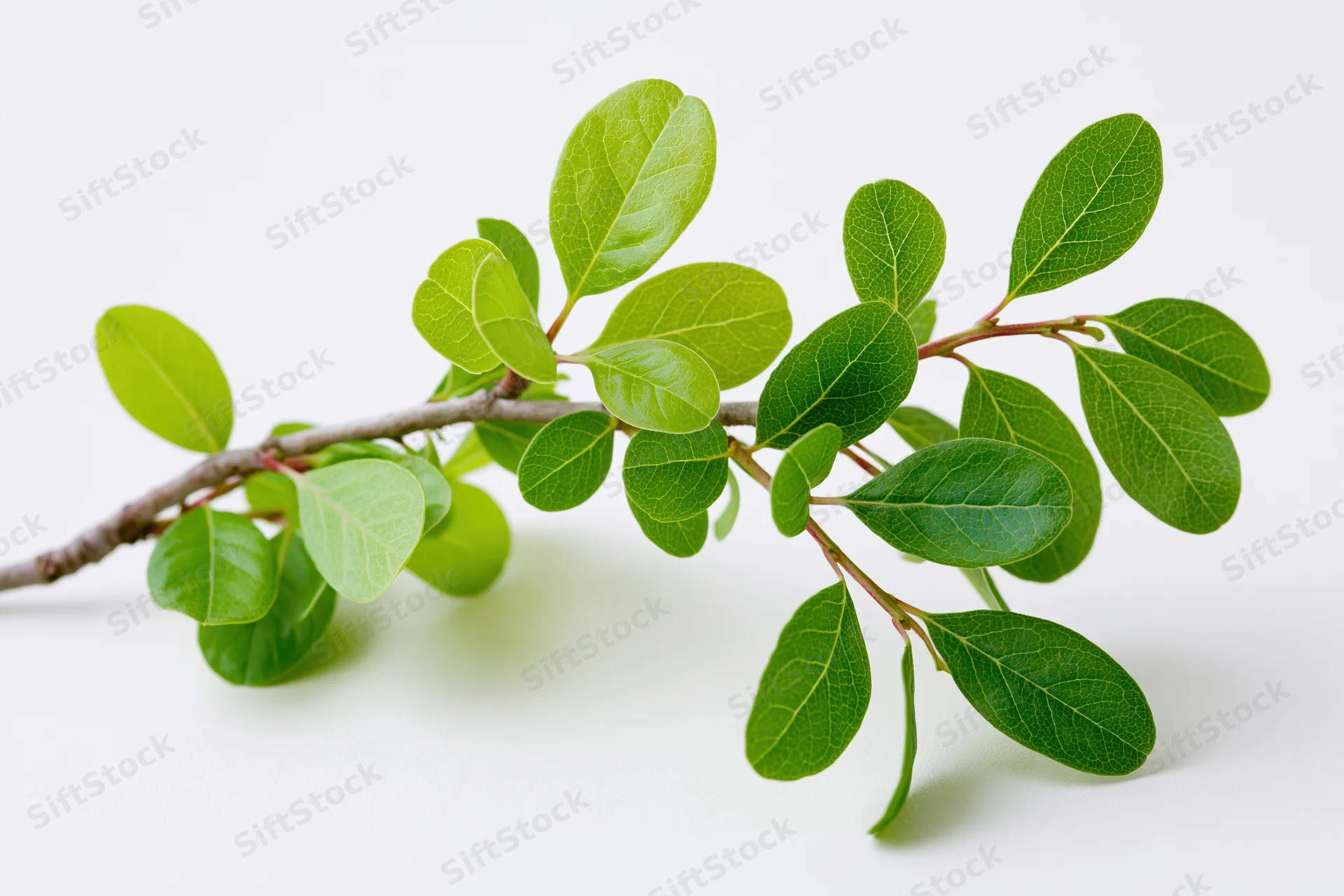 A tree branch with clusters of small oval green leaves on a white background