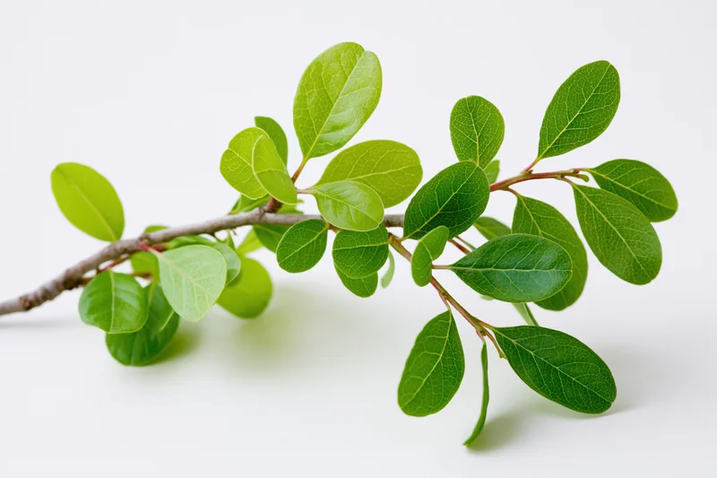 A tree branch with clusters of small oval green leaves on a white background