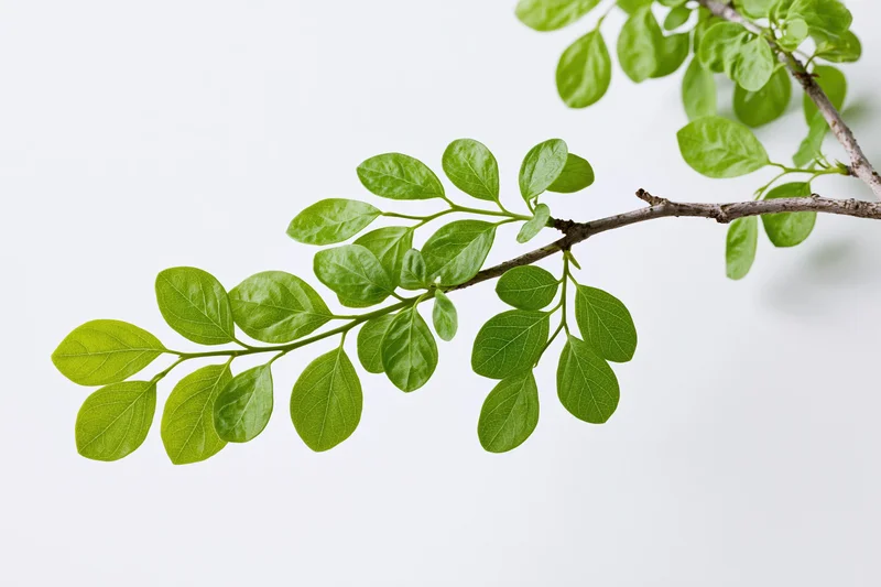 A tree branch with clusters of small oval green leaves against a white background