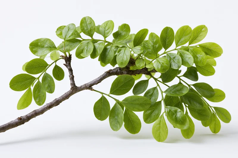 A tree branch with clusters of small oval green leaves on a white background