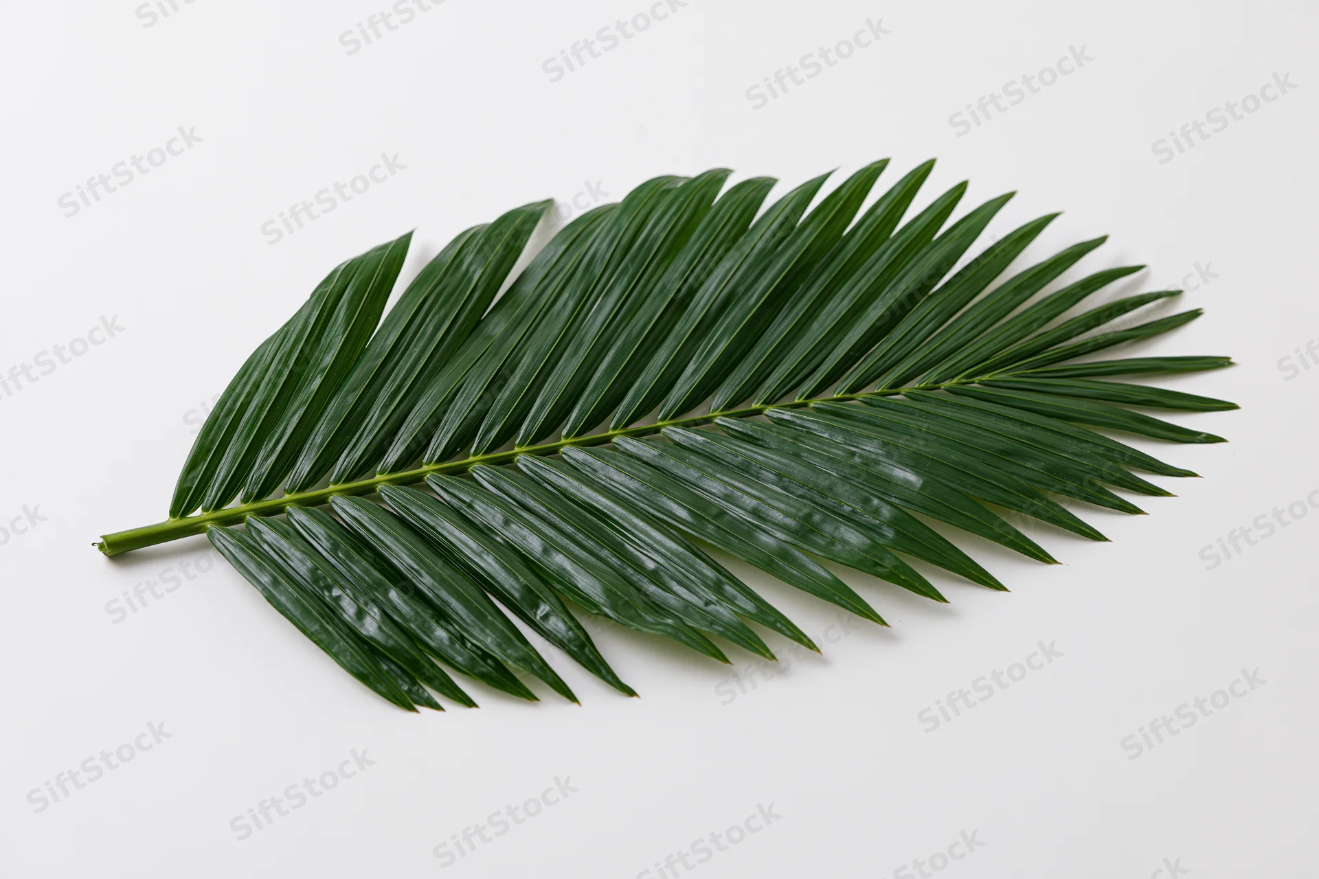 Single tropical palm frond laid flat on white background