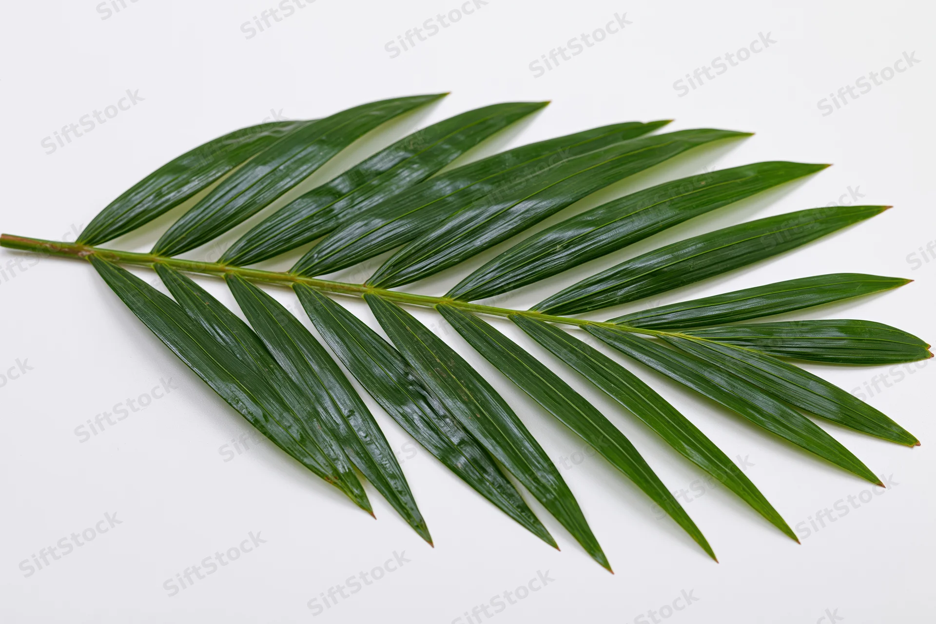 Single tropical palm frond laid flat on white background