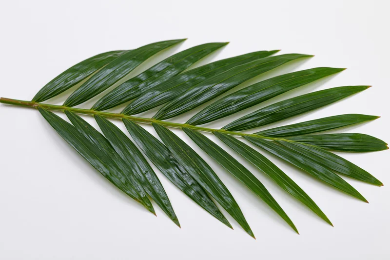 Single tropical palm frond laid flat on white background