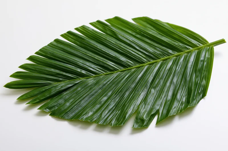 Single tropical palm frond laid flat on white background