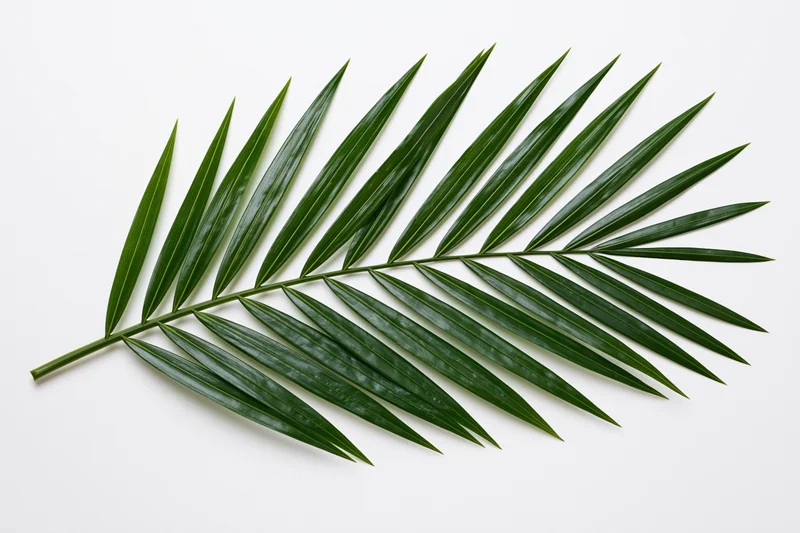 Single tropical palm frond lying flat on white background