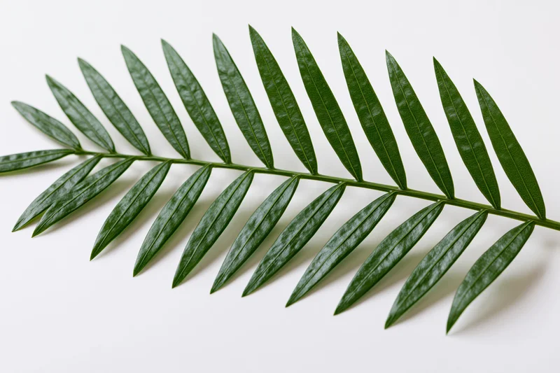 Single tropical palm frond lying flat on white surface