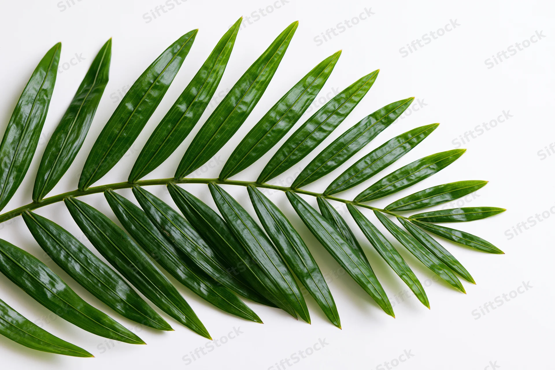 A single tropical palm frond lying flat on a white surface