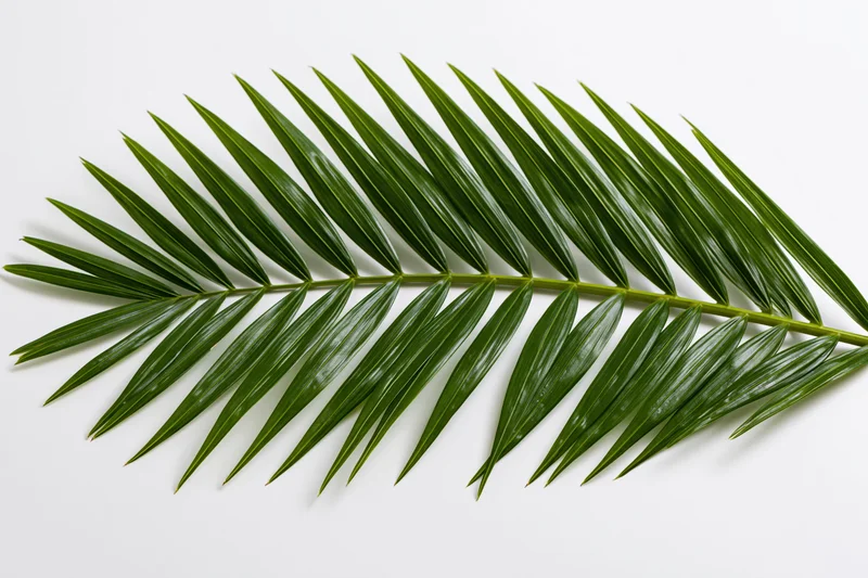 Single tropical palm frond lying flat on white surface
