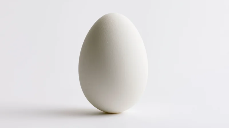 Single white chicken egg standing upright centered against plain white background
