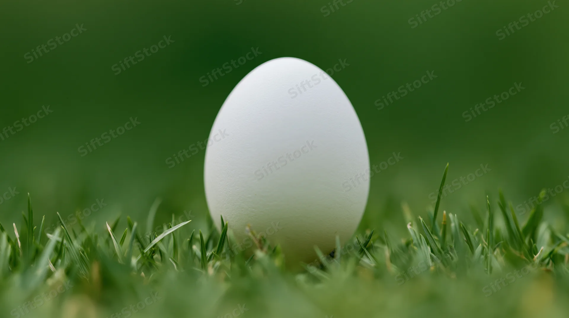 White egg resting upright in short green grass outdoors