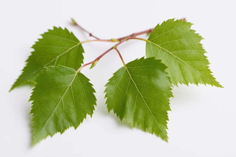 Birch branch with five serrated green leaves on white background