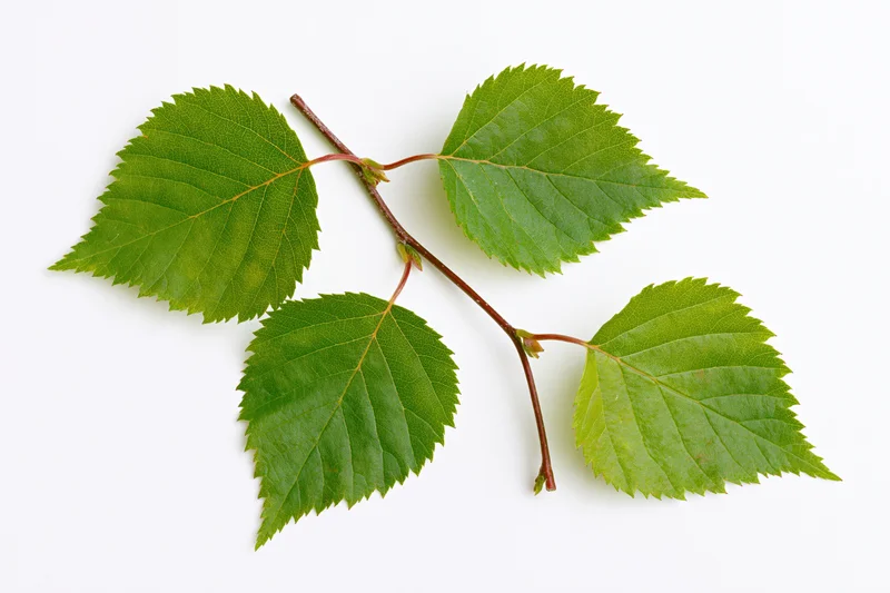 Birch branch with five serrated green leaves on white background