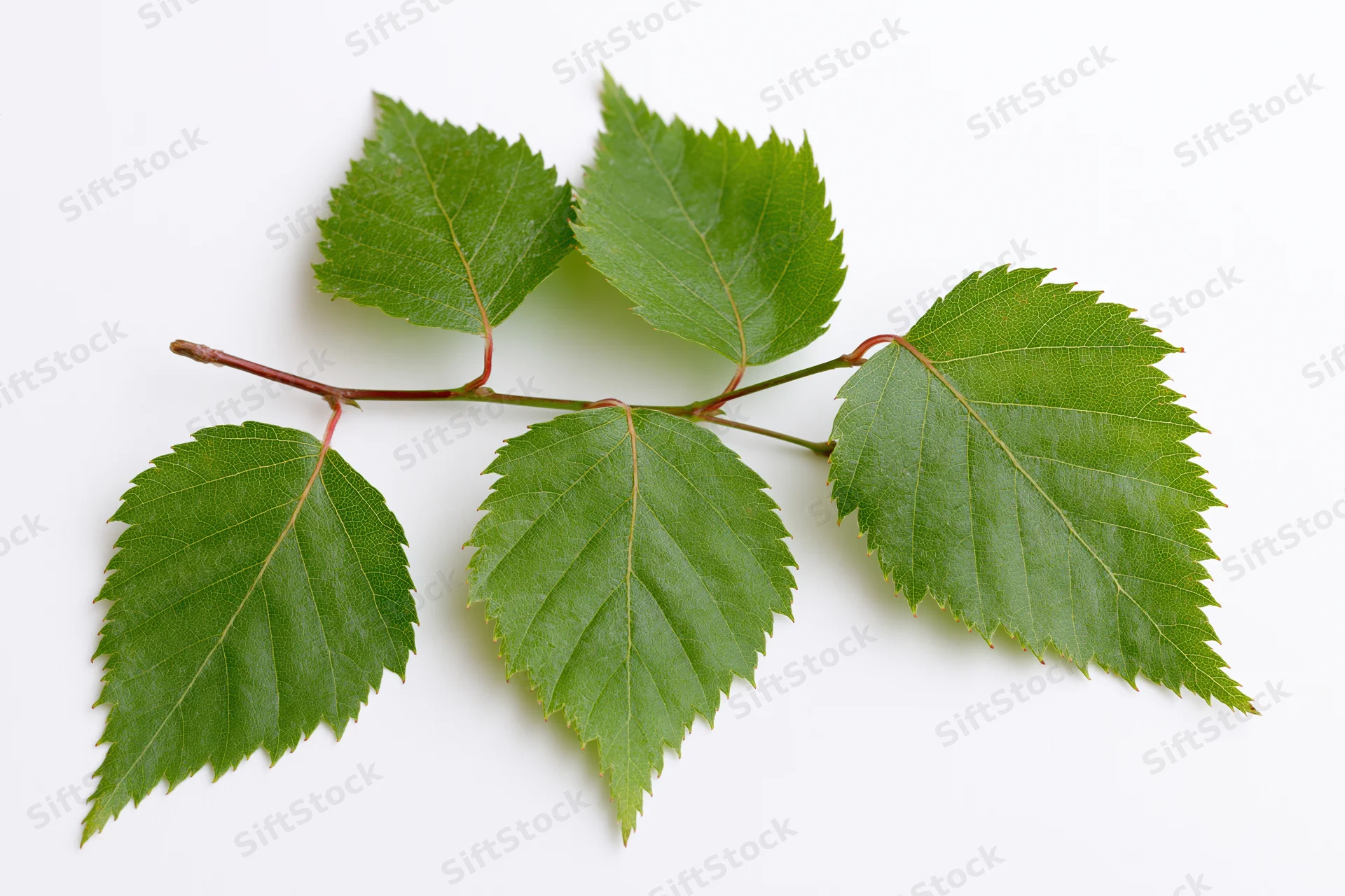 Birch branch with five serrated green leaves arranged on white background