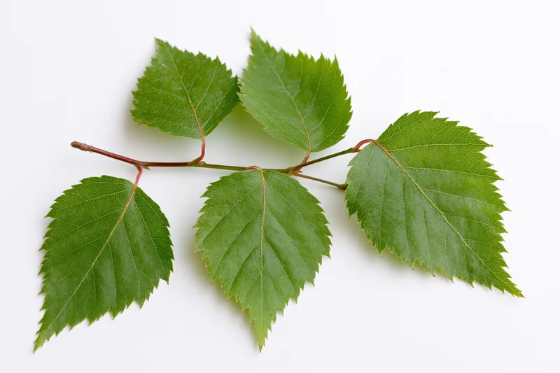Birch branch with five serrated green leaves arranged on white background