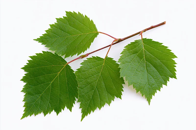 Birch branch with five serrated green leaves on white background