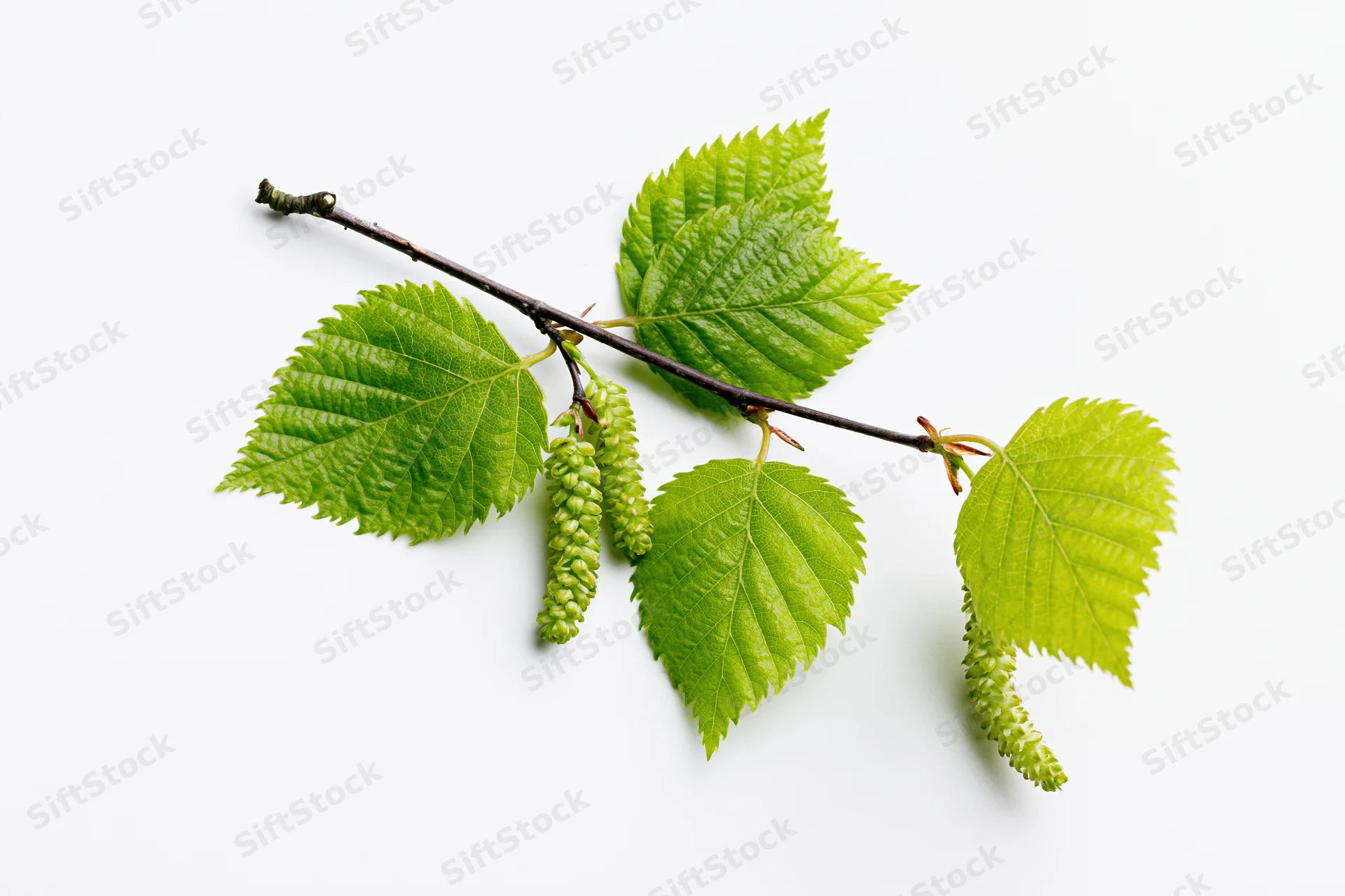 Birch branch with fresh green leaves and catkins on white background