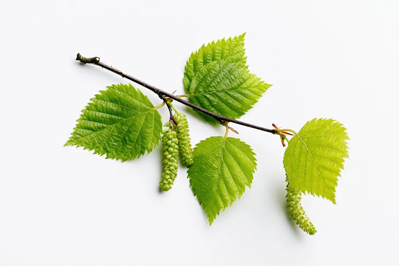 Birch branch with fresh green leaves and catkins on white background