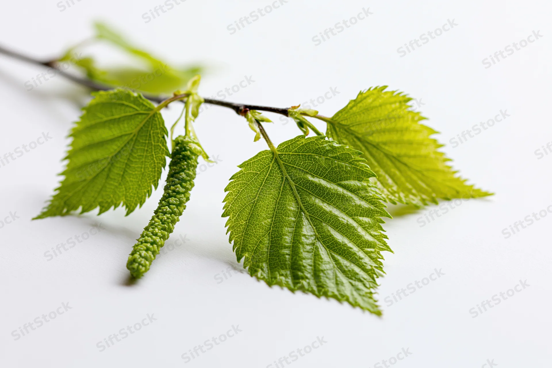 Birch branch with fresh green leaves and catkin on white background