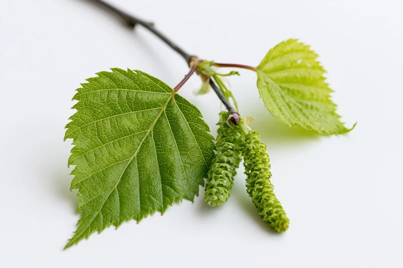 Birch branch with fresh green leaves and catkins on white background
